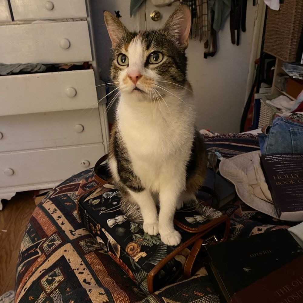 Meet your Posher, Lesly